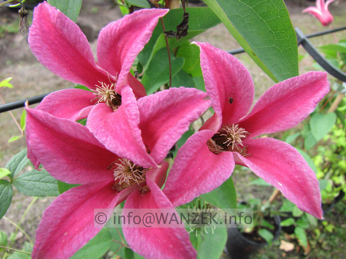 Clematis texensis Princess Diana - offen.JPG